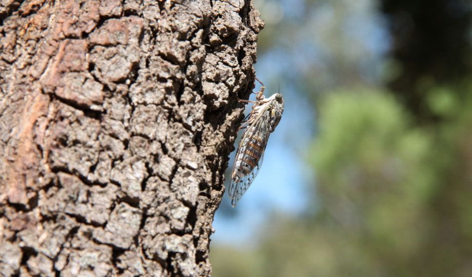 camping les roseaux cigale
